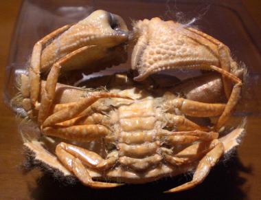 calappa undulata T.F.C. ventral view.bmp